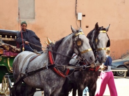 Horse and carriage, Marrakesh - Katie Hale, Cumbrian poet / writer