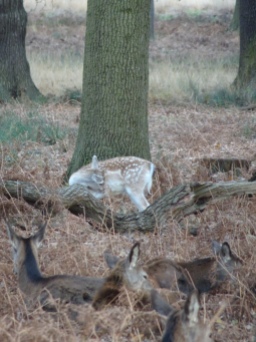 deer in Richmond Park