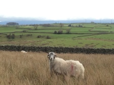 sheep on the fell