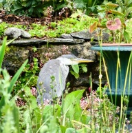 A heron surrounded by garden plants