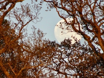 Full moon seen through branches