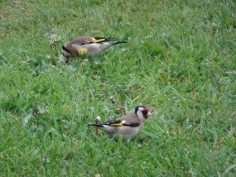 Two goldfinches in the grass