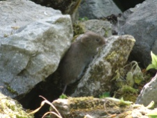 A vole on a pile of stones