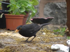 Blackbird pecking crumbs on a garden wall
