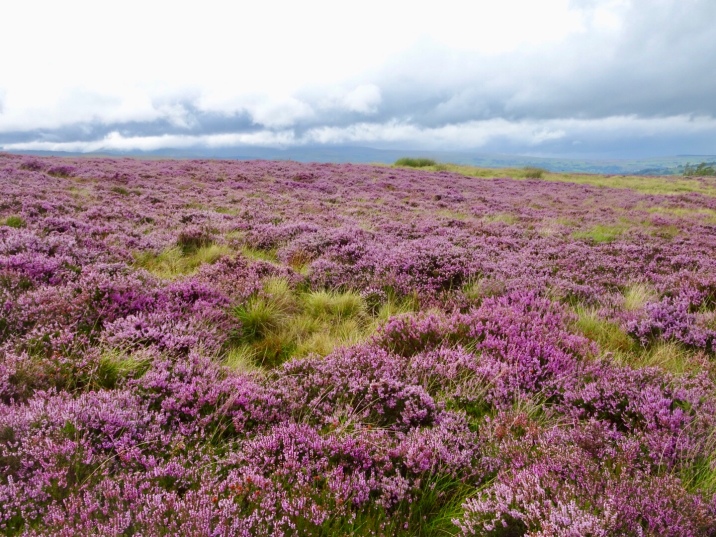 Purple heather stretching away across the fell