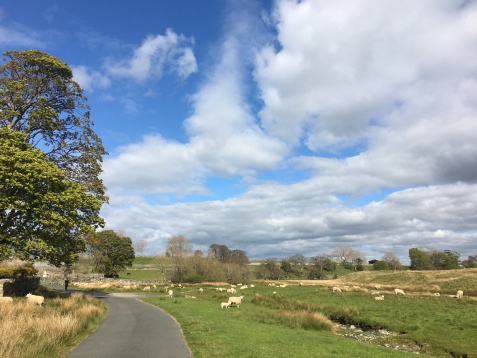 A road and lots of grass and sheep, under a blue sky