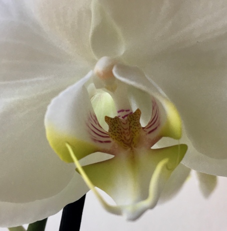 Close up of a white orchid flower