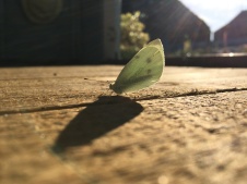 White moth on a wooden shed floor, its long shadow stretching away in front of it